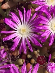 Disphyma crassifolium