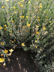 Heterotheca inuloides