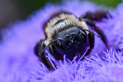Xylocopa virginica