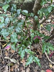 Syzygium smithii