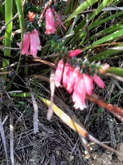 Epacris impressa