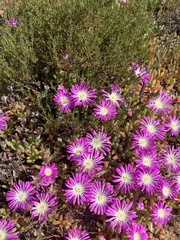 Disphyma crassifolium