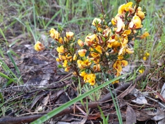 Pultenaea largiflorens