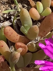 Disphyma crassifolium