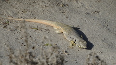 Liolaemus nigromaculatus