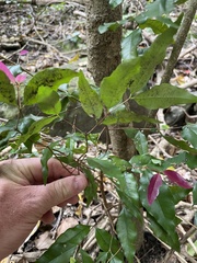Syzygium smithii