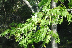 Juglans nigra