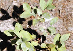 Forestiera ligustrina