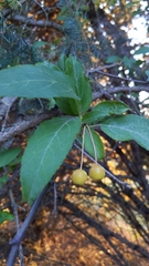 Prunus emarginata