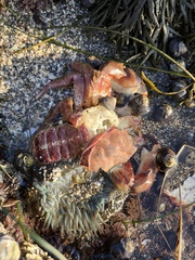 Romaleon antennarium