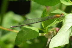 Pseudagrion rubriceps