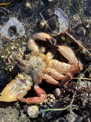 Romaleon antennarium