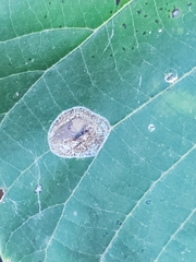 Phyllonorycter lucetiella