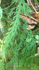 Selaginella repanda