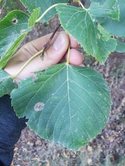 Phyllonorycter lucetiella