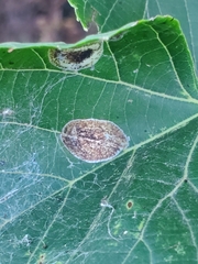 Phyllonorycter lucetiella
