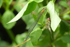 Pseudagrion rubriceps
