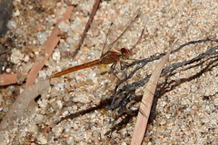 Diplacodes haematodes