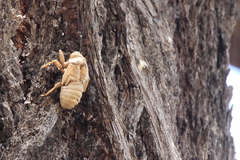 Cicadoidea