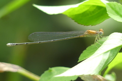 Pseudagrion rubriceps