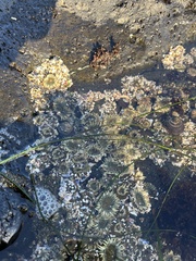Anthopleura