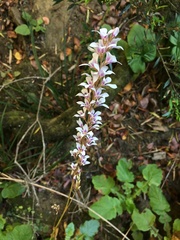 Francoa appendiculata