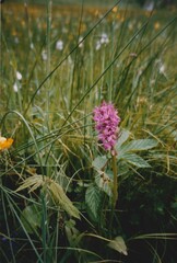 Dactylorhiza