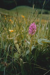 Dactylorhiza