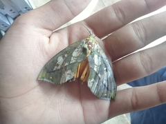 Eudocima hypermnestra