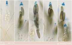 Rosellinia subsimilis