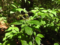 Cornus excelsa
