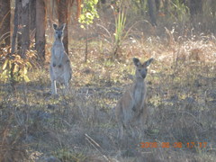 Osphranter antilopinus