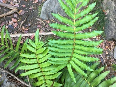 Blechnum chilense