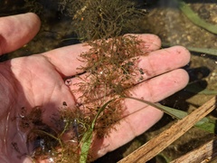 Utricularia macrorhiza