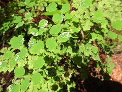 Phytomyza minuscula group