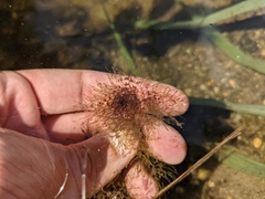 Utricularia macrorhiza