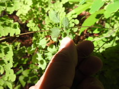 Phytomyza minuscula group