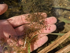 Utricularia macrorhiza