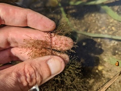 Utricularia macrorhiza
