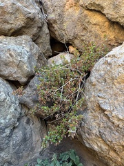 Diplacus parviflorus