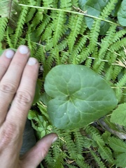 Asarum