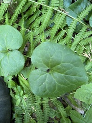 Asarum