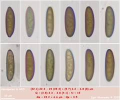 Rosellinia subsimilis