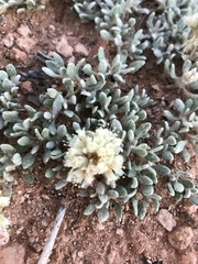 Eriogonum shockleyi