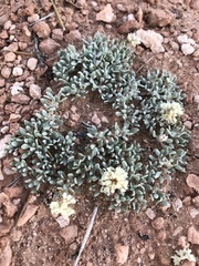 Eriogonum shockleyi
