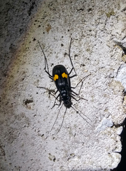 Oxycheila tristis