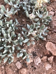 Eriogonum shockleyi