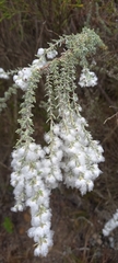 Eriocephalus racemosus