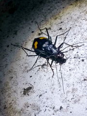 Oxycheila tristis
