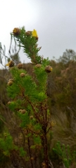 Ursinia